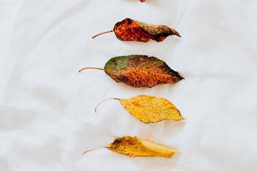 Risus variusn dui se