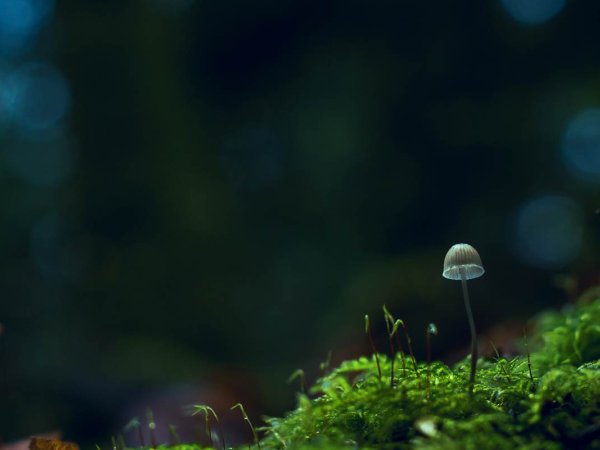 micro