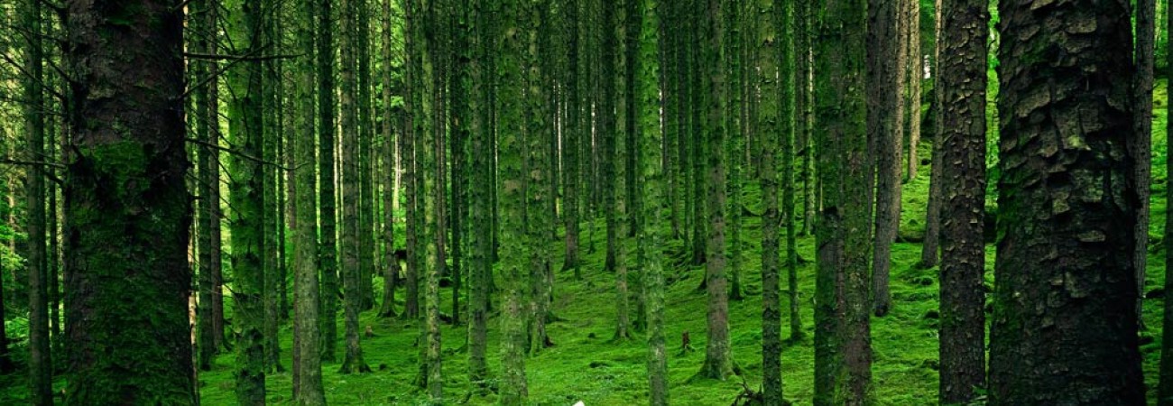 Borta dui sem vel frin