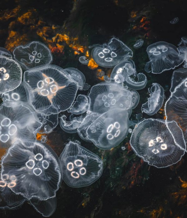 Orttitor acce uismod lorem sag lilos