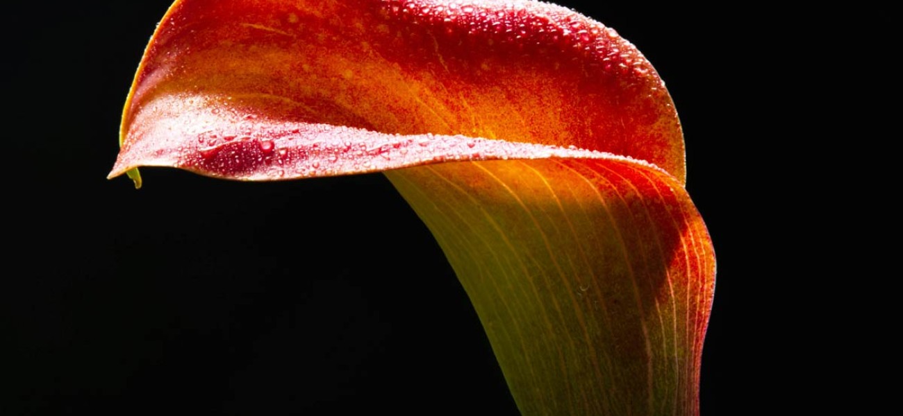 Bisus variusn dui seme