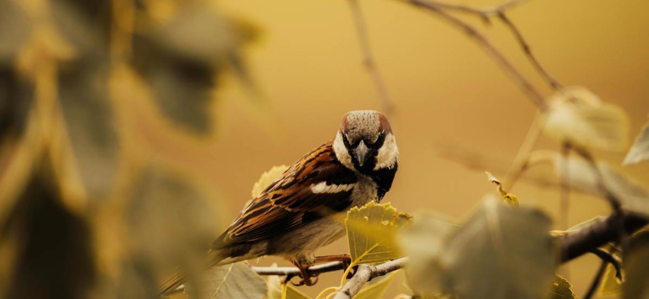 Eget elita lacus inter donec dolor