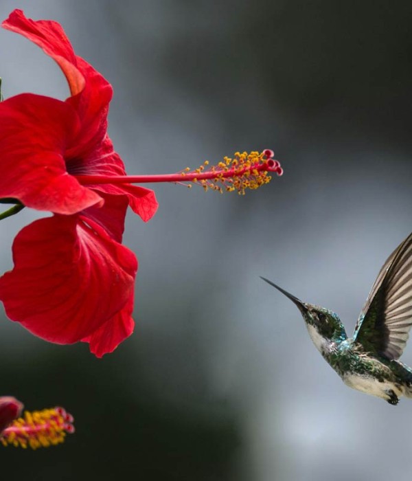 Porta dui sem fringilla odio