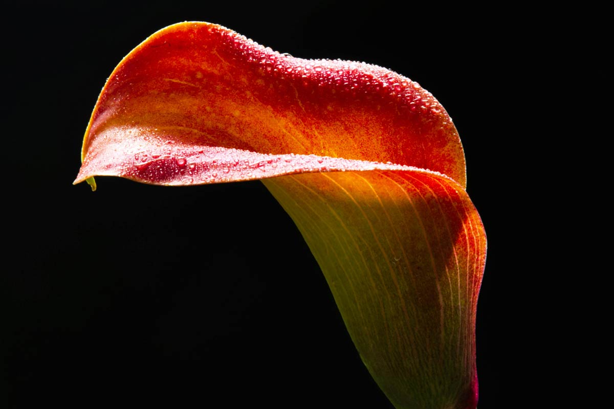 Bisus variusn dui seme