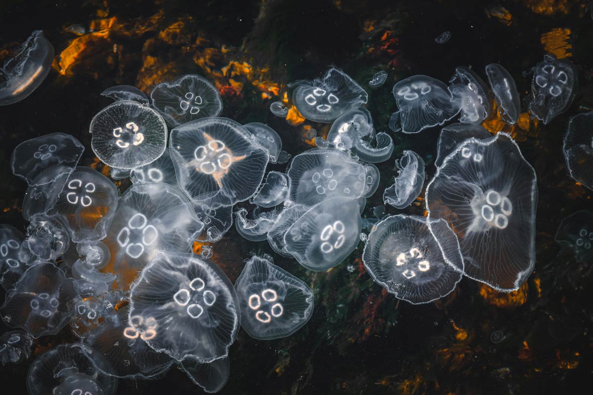 Orttitor acce uismod lorem sag lilos