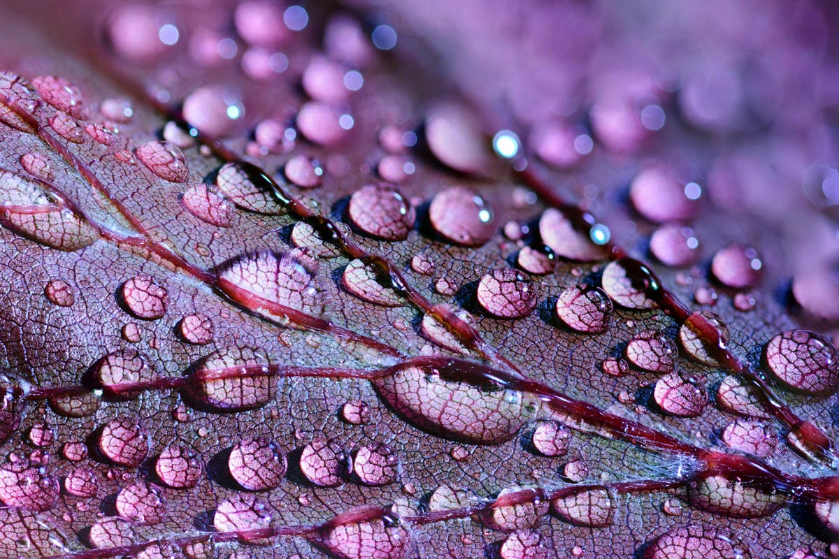 Aliquet tesque risus varius sa